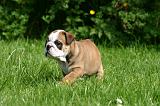 BULLDOG ANGLAIS 219